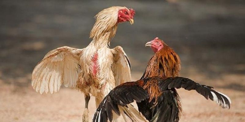 Lối ra đòn nhanh nhạy từ đá gà tre