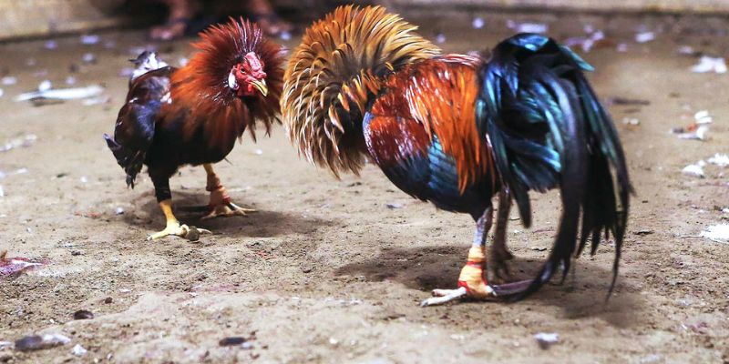 Đá Gà Trực Tiếp: Trải Nghiệm Đỉnh Cao Với Các Trận Rực Lửa