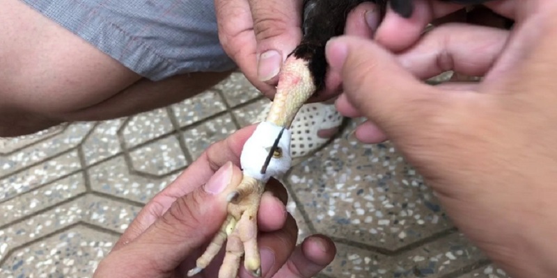 Băng cựa gà sao cho hiệu quả